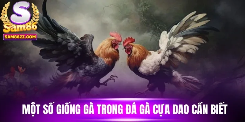 Một số giống gà trong đá gà cựa dao cần biết