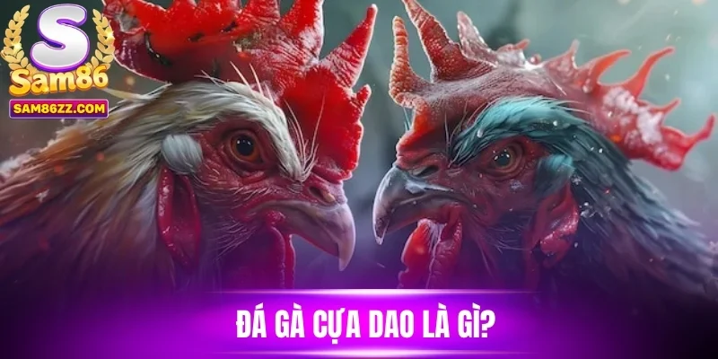 Đá gà cựa dao là gì? 